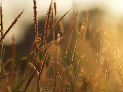 Afternoon Meditation
