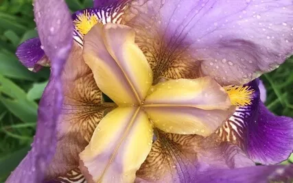 Afternoon Meditation