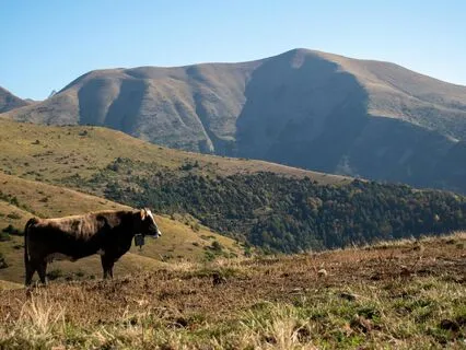 Afternoon Slight Breeze, Nature's Calm Serenade