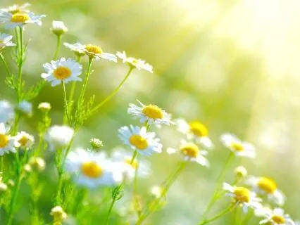 Afternoon Yoga Nidra | Refresh & Reset