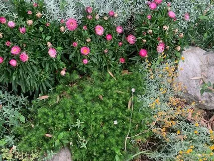 Agency, Choice And Growing Your Own Garden