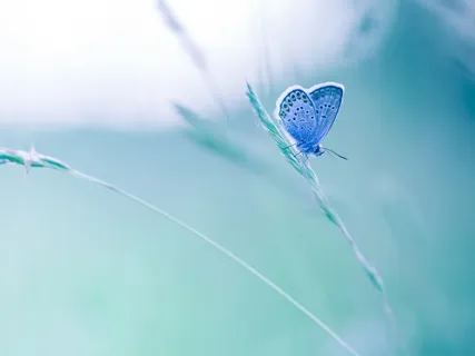 آگاهی از تنفس ۱