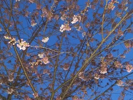 آگاهی از تنفس ۲