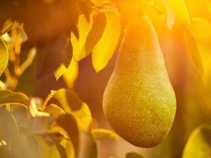 Aging As Ripening - A Contemplative Reflection