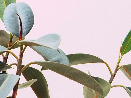 Agree To Remember - Feminine Awakening