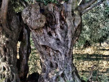 Ahavah: Embodying Sacred Love