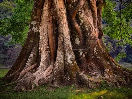 Ahhh The Wonders Of Life Poetree - Healing Spell