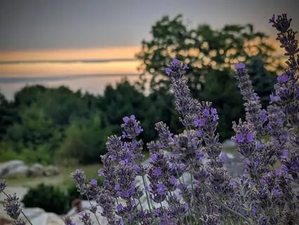 Ahimsa Meditation: Practicing Non-Violence & Gentleness