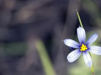 AI and the Speed of Thought: Bridging the Gap