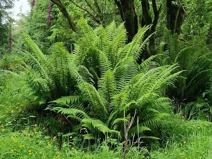 Air And Tree Meditation For Playfulness And Grounding