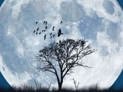 Air Dragons: A Soothing Journey Through Wind And Sky