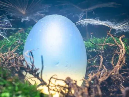 Air Dragons And The Winds Of Wisdom