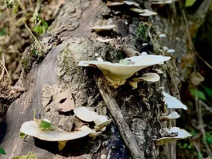 Air & Earth Elements - Grounding & Resourcing