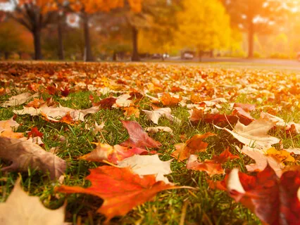 Ajapa Japa Gratitude Practice