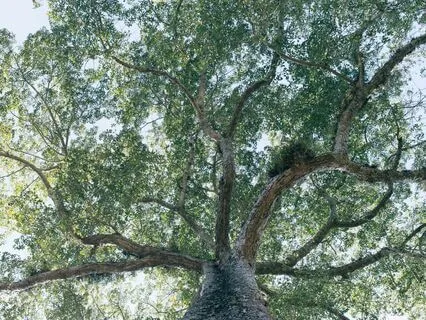 Ajatusten Tarkkailun Meditaatio MBAR Uusi