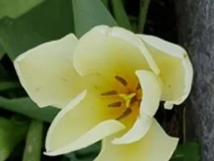 Akal Mantra (Undying Soul)