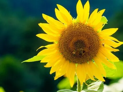 Akasha: Activate Galactic Chakra, Discover Life's Purpose