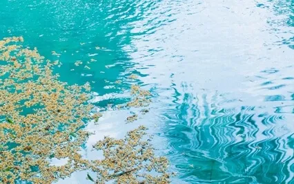 Akashic Alignment Mini Session - Third Eye Chakra