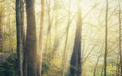 Akashic Light Healing Meditation - With Chimes