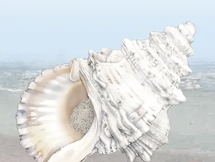 Alabaster Seashell Meditation Song