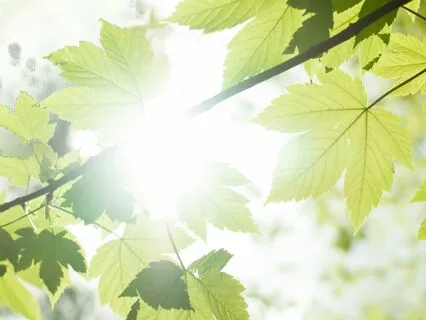 Alchemical Charkra Central Column Awakening