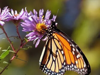 Alchemical Power Of Archetypes: Interview W/ Carolyn Wallace