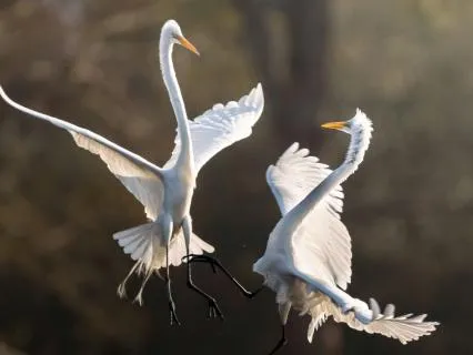 Alchemy Of Conflict Into Peace - Contemplative Talk