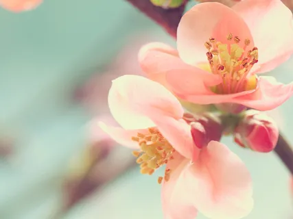 'Alchemy Of The Heart' (Live Recording)