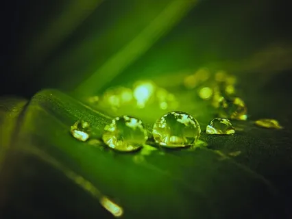 Альфа-настрой Эликсир Здоровья