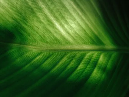 Альфа-Настрой На Преодоление Препятствий 