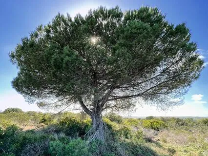 Algarve Tape Loop 2 - Sun