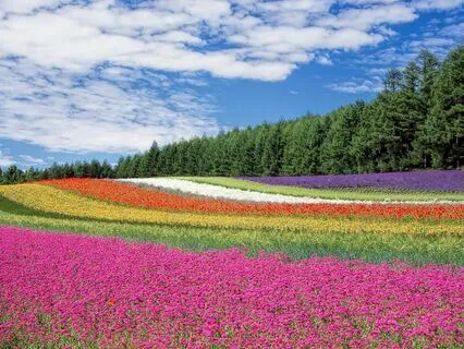 Align to your Divine Dreams, with Archangel Sandalphon