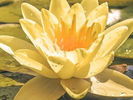 Align Your Self With A 5-Minute Clearing & Shanti Mantra