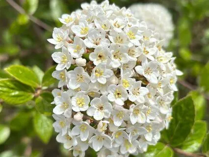 Aligned & Abundant - A Chakra Visualization