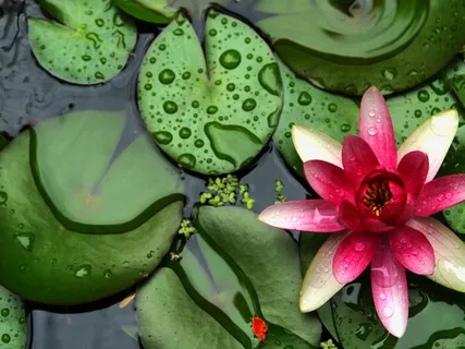 Aligning The Elements Within