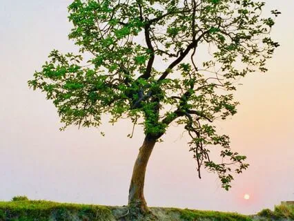 Aligning To Your Authenticity