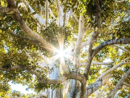 Aligning With Nature: Awaken The Elements Within