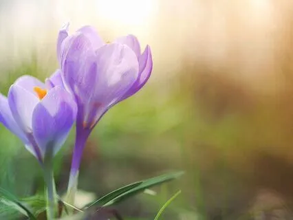 Aligning With The Miracle Frequency