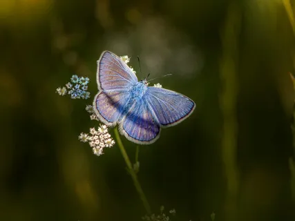 Aligning With Your Heartfelt Desire