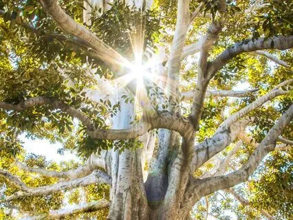 Aligning Your Energy With Abundance