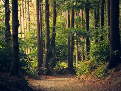 Alive In The Present: A 5 Senses Practice