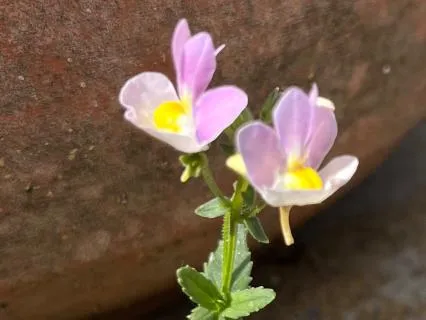 Aliveness In Nature