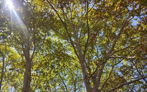 Aliviar o Stress: Relaxamento Muscular Progressivo