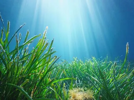 All 7 Chakra Tuning Forks Sound Bath (Underwater, Ocean)