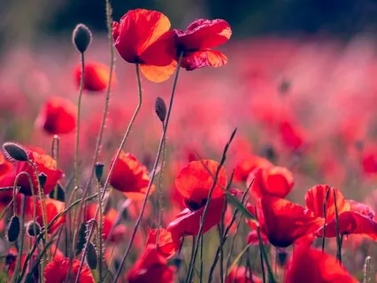 All About The Muladhara Chakra (1st Chakra)