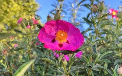 All Ages Relaxation Practice