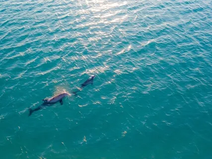 All-Inclusive Equanimity Meditation Blanketed by Loving Kindness