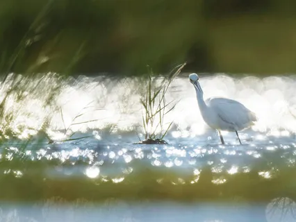 All Is Oneness - Bird Harmony