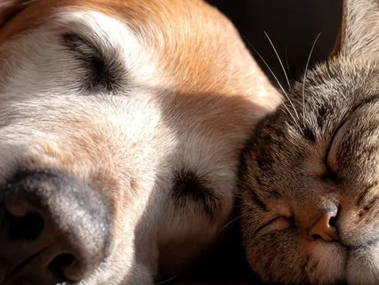 All Is Well - Good Night Sleep Meditation