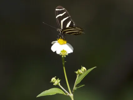 All Is Well — Yoga Nidra Guided Meditation